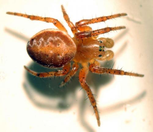 Araniella sp.