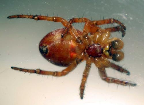 Araniella sp.