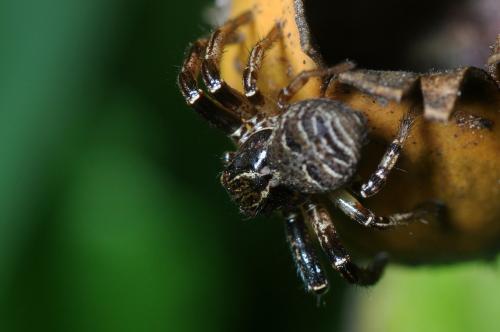 Xysticus sp.