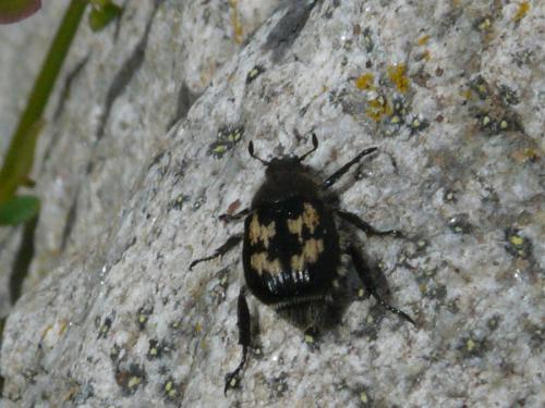 Réf. 110 168 : Exomala succincta