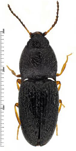 Zorochros flavipes