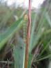 110048 – Photo : Lecomte – France (37)