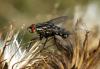 110124 – Photo : Nicolas Alric – France (12)