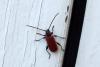 110787 – Photo : Nicolas Alric – France (12)