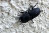 110123 – Photo : Nicolas Alric – France (12)