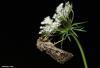 110118 – Photo : Sébastien Cally – France (09)
