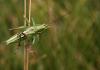 110008 – Photo : Vincent Derreumaux – France (48)