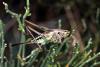 110010 – Photo : Vincent Derreumaux – France (48)