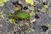 110249 – Photo : Vincent Derreumaux – France (48)