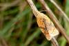 110387 – Photo : Patrick Le Mao – France (22)