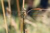110759 – Photo : Alexandre CORNUEL-WILLERMOZ – France (69)