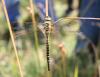 110765 – Photo : Alexandre CORNUEL-WILLERMOZ – France (69)