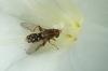 110357 – Photo : Patrick Le Mao – France (35)