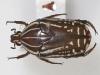 110266 – Photo : Arthropa - Benoit Martha – Burkina Faso