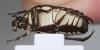 110268 – Photo : Arthropa - Benoit Martha – Burkina Faso