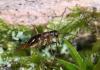 110577 – Photo : Arthropa - Benoit Martha – France (71)