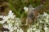 110854 – Photo : Patrick Le Mao – France (22)