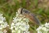 110855 – Photo : Patrick Le Mao – France (22)