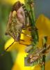 110028 – Photo : Guillaume Larregle – France (77)