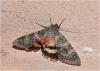 110615 – Photo : Hubert Lelong – France (31)