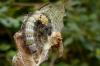 110549 – Photo : Patrick Le Mao – France (22)