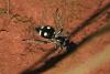 110213 – Photo : Gerard VIGO – Costa Rica