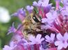 110413 – Photo : Gomjabar35 – France (35)