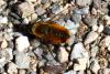 110106 – Photo : Michel Ehrhardt – France (68)