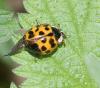 110575 – Photo : Michel Mathieu – France (14)