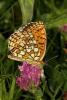 110724 – Photo : Jean Delacre – France (32)