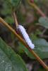 110803 – Photo : Homo sapiens – France (63)