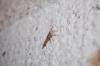 110062 – Photo : Noam Robin – France (36)