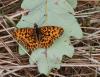 110886 – Photo : Patrick Decreus – France (46)