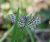 110584 – Photo : Patrick Decreus – France (46)
