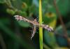 110335 – Photo : Patrick Decreus – Espagne