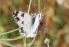 110253 – Photo : Patrick Decreus – Espagne