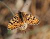 Melitaea didyma