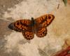 110426 – Photo : Patrick Decreus – Espagne