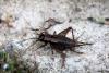 110802 – Photo : Nicolas Alric – France (12)