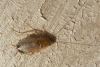 110746 – Photo : Patrick Le Mao – France (22)