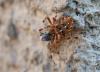 110699 – Photo : Alexandre CORNUEL-WILLERMOZ – France (69)