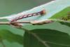 110828 – Photo : Insectesidf – France (61)