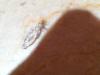110879 – Photo : Anonyme – Maroc