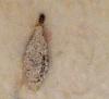 110931 – Photo : Anonyme – Maroc