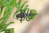 Rhagium inquisitor