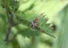 110080 – Photo : alain Roujas – France (31)
