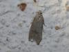 110244 – Photo : alain Roujas – France (31)
