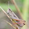 110588 – Photo : Bernard VENEAU – France (41)