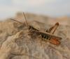 110293 – Photo : clovis – Croatie