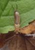110844 – Photo : Guénael Hallart – France (02)
